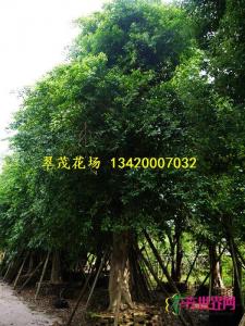 小叶榕