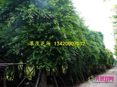 小叶榕